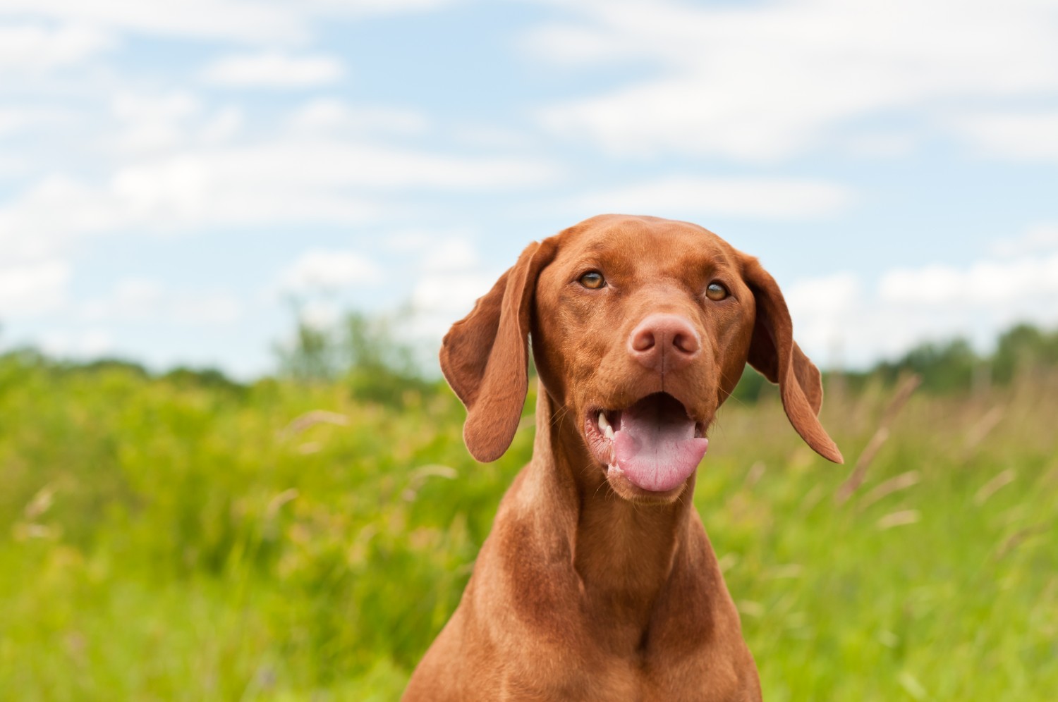 Brown dog in grass